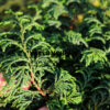 CHAMAECYPARIS obtusa ‚Maureen‘ en Décembre