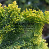 CHAMAECYPARIS obtusa ‚Mélange‘ en Avril