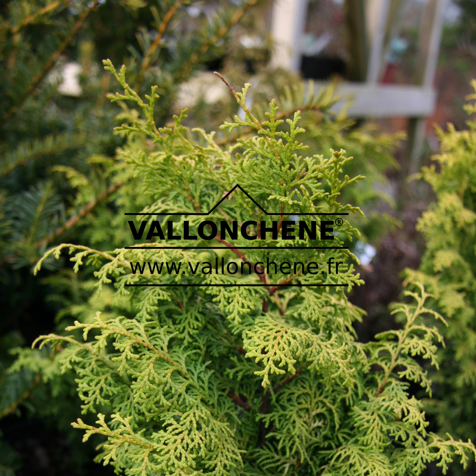 CHAMAECYPARIS obtusa ‘Melody’ en Avril