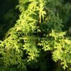 CHAMAECYPARIS obtusa 'Melody' en Novembre