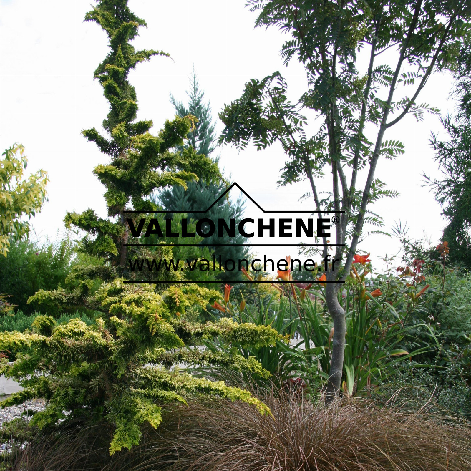 CHAMAECYPARIS obtusa 'Tetragona Aurea' en agosto