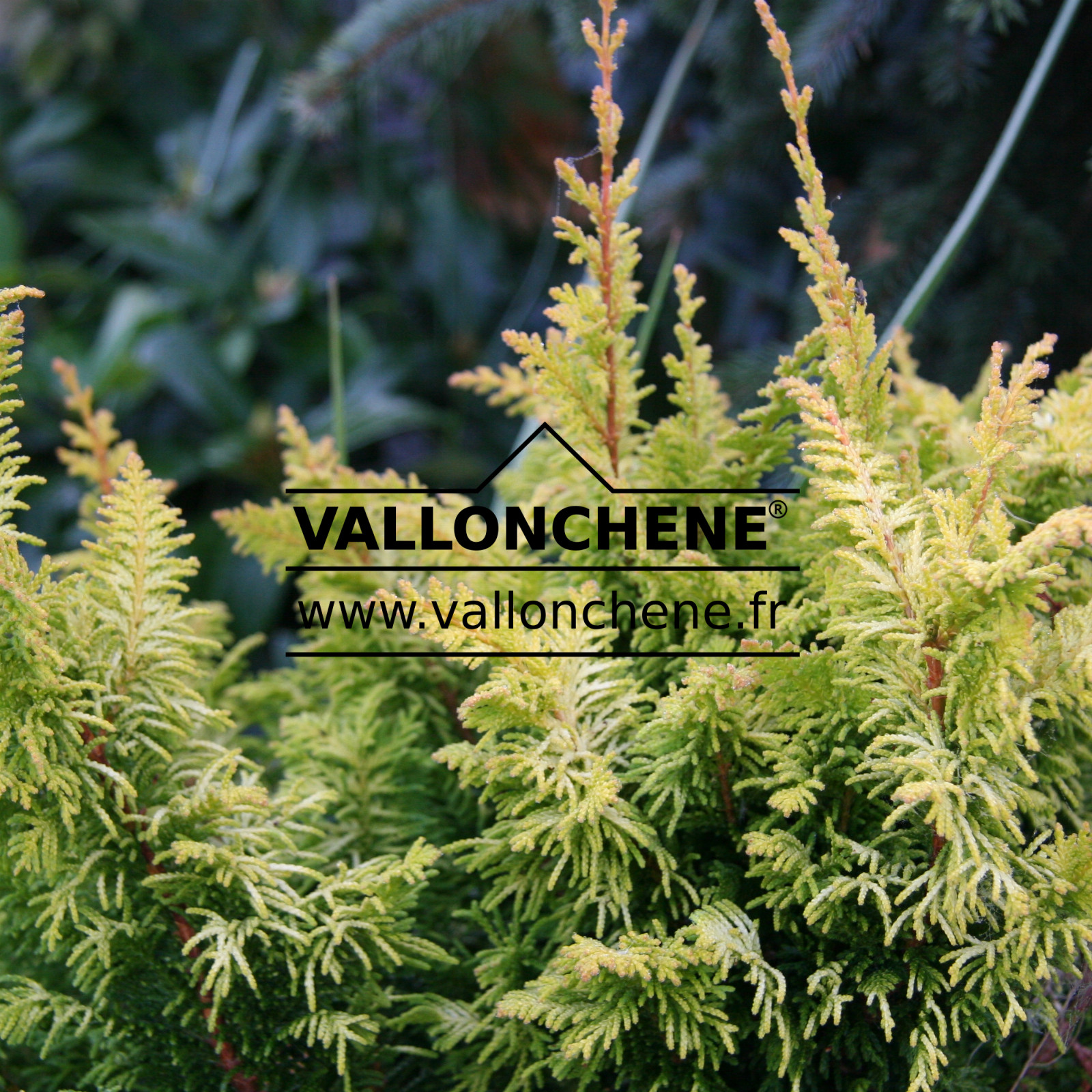 CHAMAECYPARIS obtusa 'Tetragona Aurea' en septiembre
