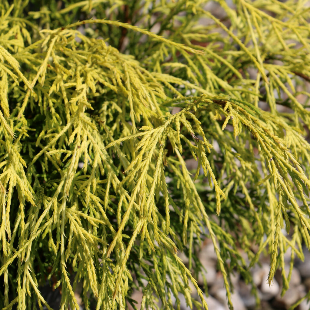 Chamaecyparis Pisifera Filifera
