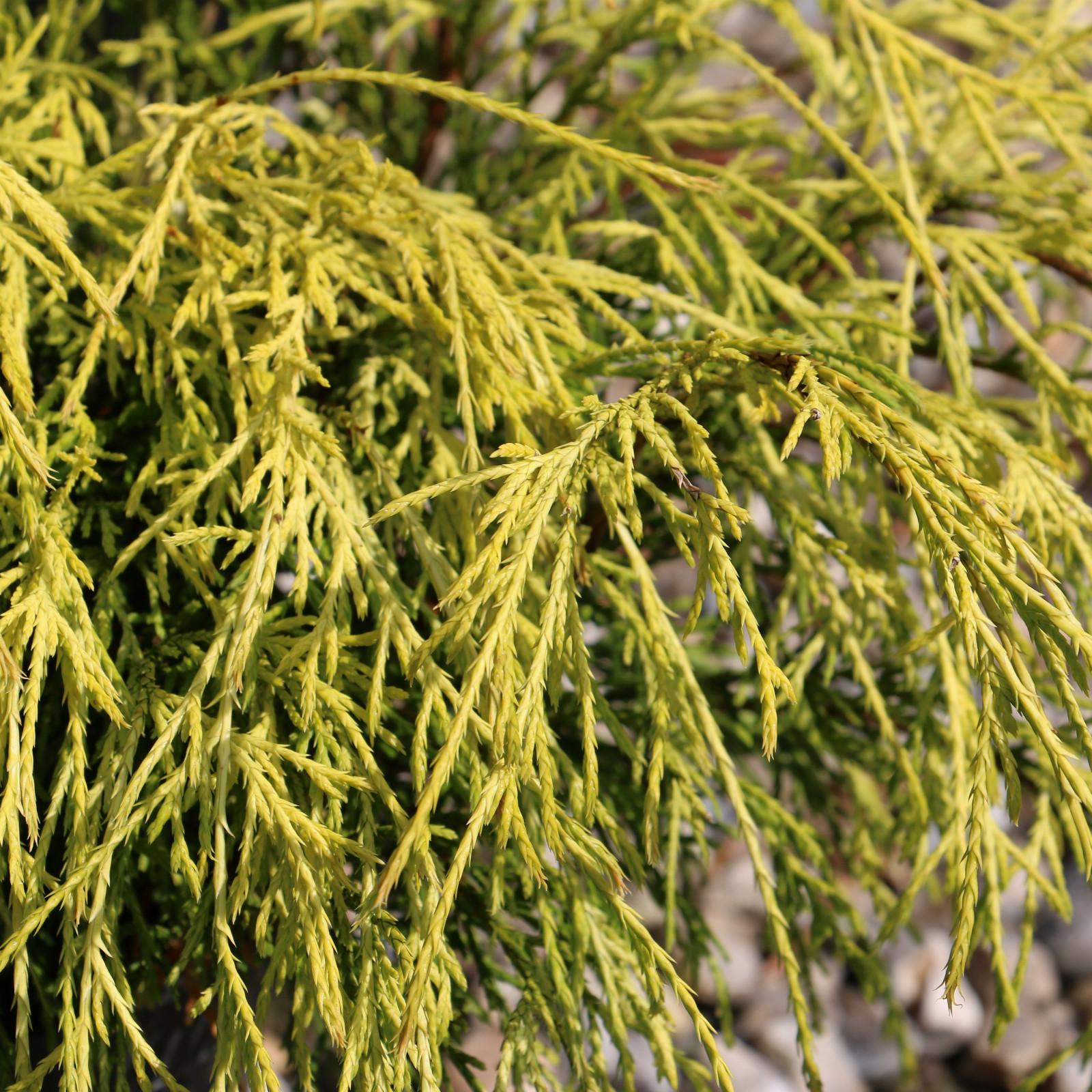 CHAMAECYPARIS pisifera ‘Filifera Aurea’ en Septembre