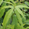 CHIMONANTHUS praecox en Septembre