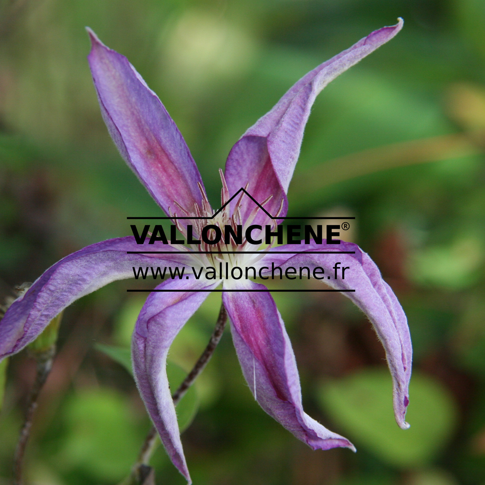 CLEMATIS ‘Dorothy Walton’ en Octobre