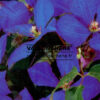 CLEMATIS ‚Jackmanii‘ en Janvier