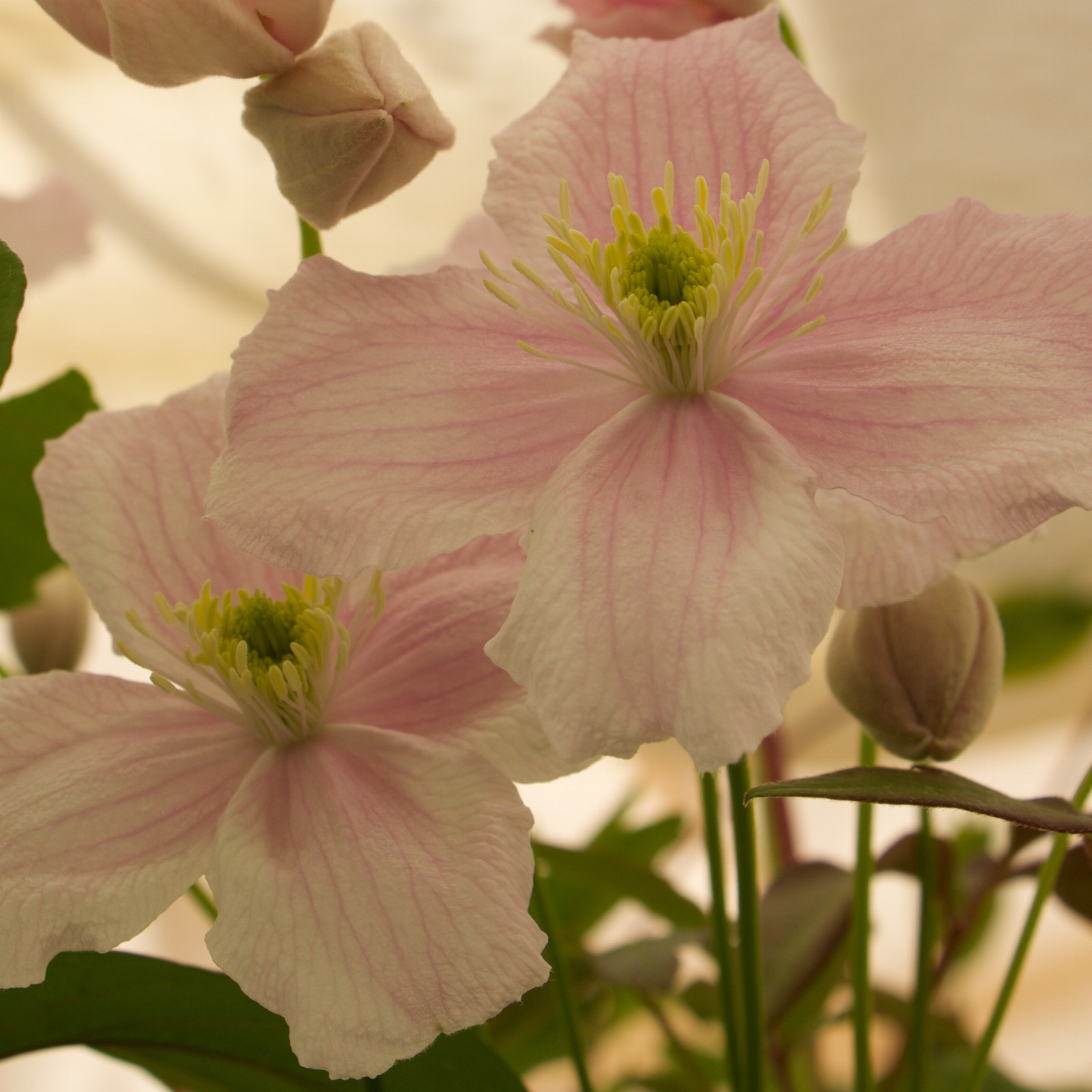 CLEMATIS montana ‘Superba’