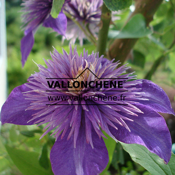 CLEMATIS ‚Multi Blue‘ en Janvier