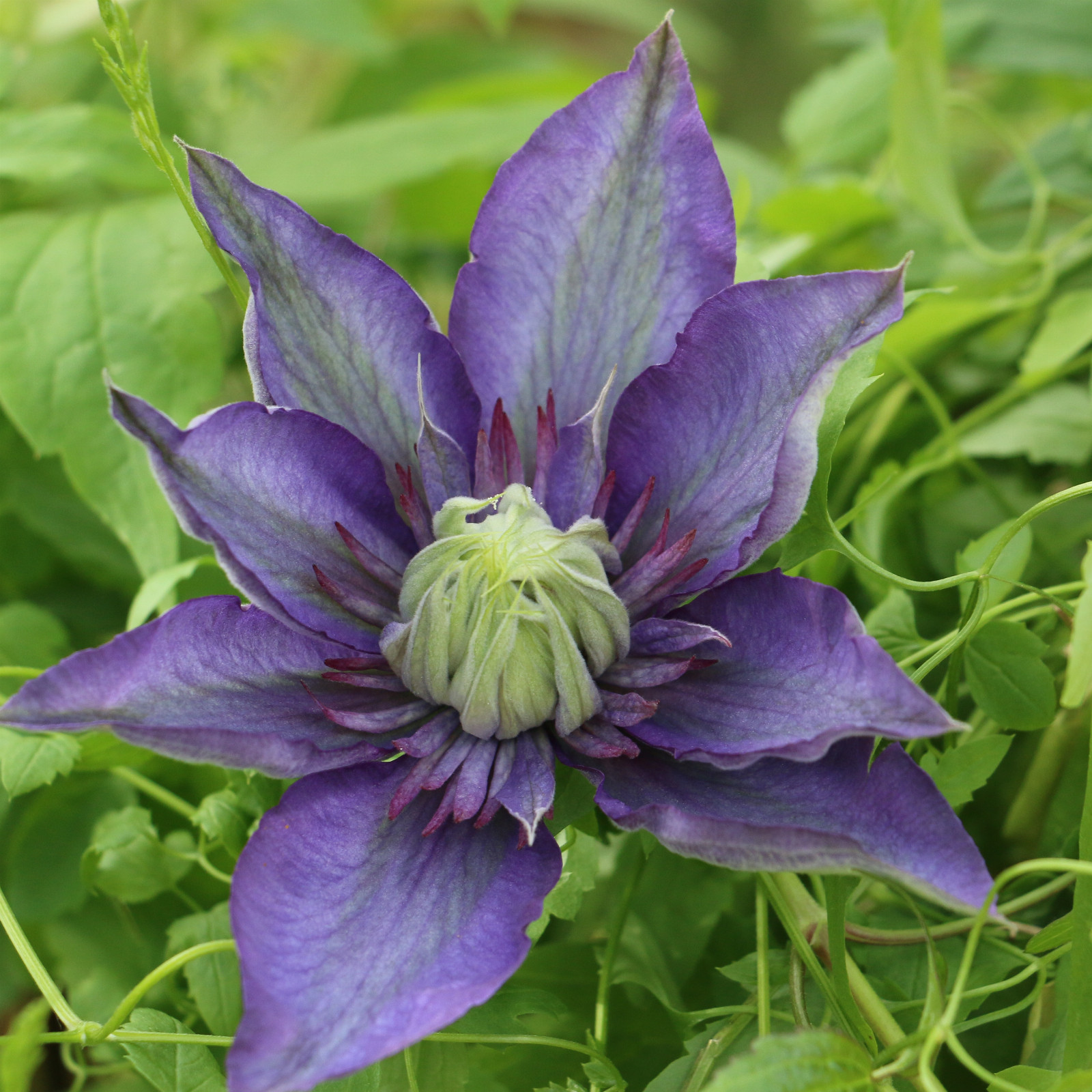 CLEMATIS ‘Multi Blue’ en Mai