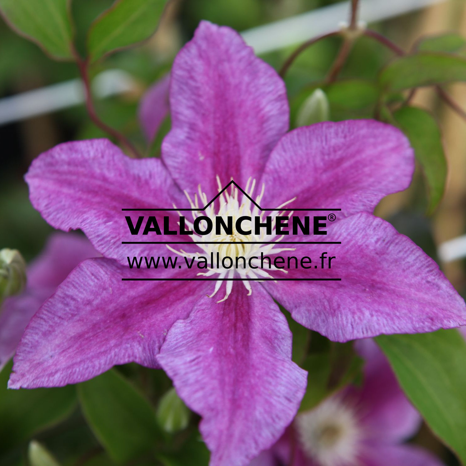 CLEMATIS ‘Red Pearl’