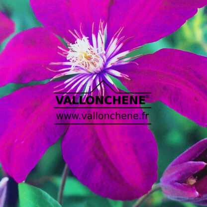 CLEMATIS 'Rouge Cardinal' en Avril