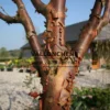 Écorce cuivrée de l'ACER griseum