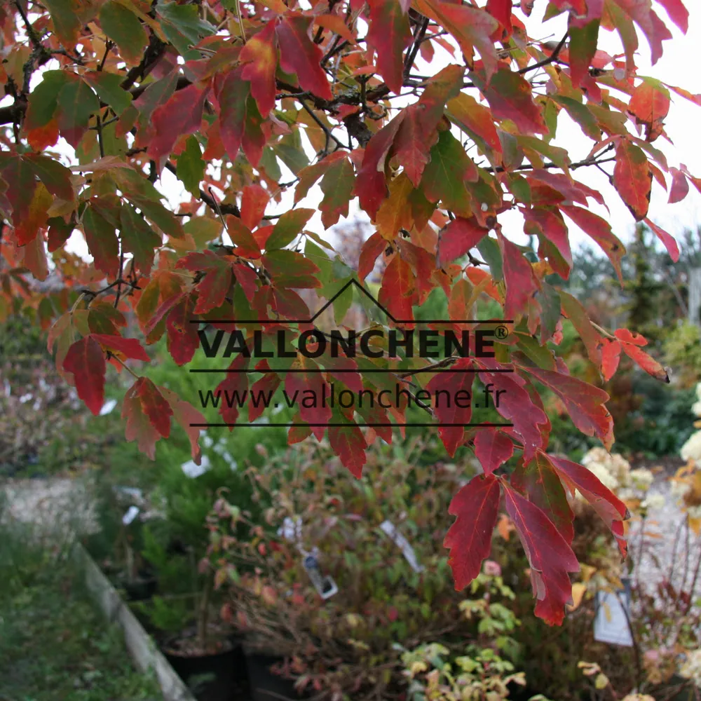 Autumn leaves of ACER griseum in flamboyant orange and red