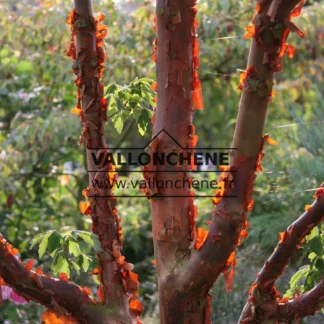 Ecorce de l'ACER griseum dans le soleil