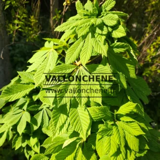 Bright-green leaves of AESCULUS hippocastanum ‘Monstrosa’ in spring