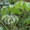 Feuilles du BRASSAIOPSIS mitis Feuilles du BRASSAIOPSIS mitis