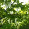 Weiße Blüten von DAVIDIA involucrata vilmoriniana Weiße Blüten von DAVIDIA involucrata vilmoriniana