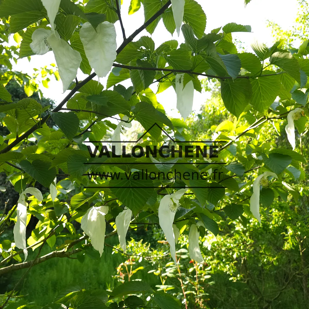 Fleurs blanches du DAVIDIA involucrata vilmoriniana