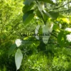 Nahaufnahme von weißen Blüten von DAVIDIA involucrata vilmoriniana Nahaufnahme von weißen Blüten von DAVIDIA involucrata vilmoriniana