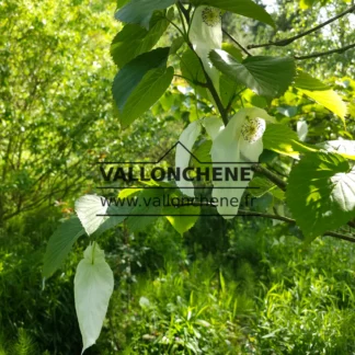 Nahaufnahme von weißen Blüten von DAVIDIA involucrata vilmoriniana