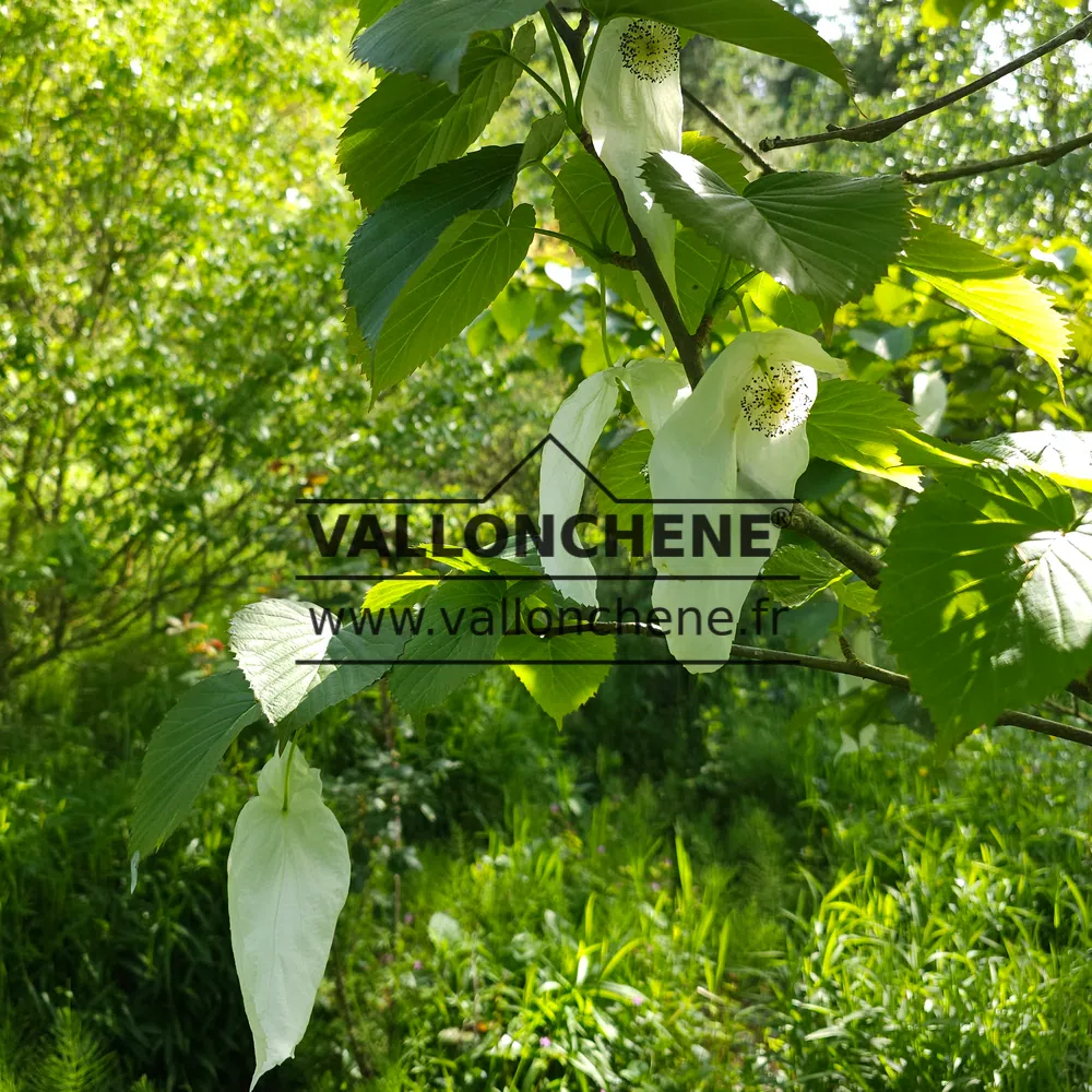 Macro shot of white flowers of DAVIDIA involucrata vilmoriniana