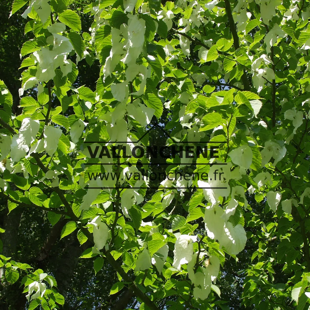 Plenty of white flowers of DAVIDIA involucrata vilmoriniana