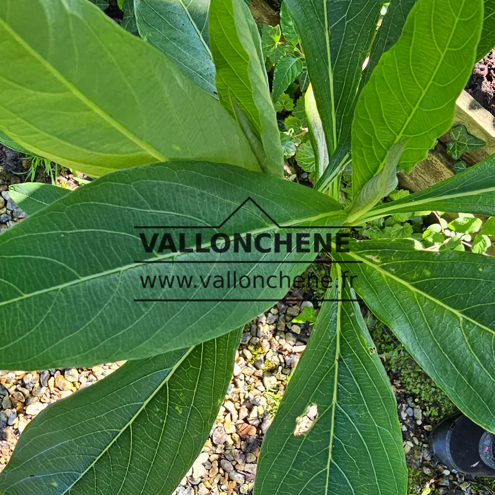 Green foliage of EDGEWORTHIA chrysantha 'Grandiflora'