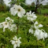 White flowers of EXOCHORDA x macrantha 'The Bride' in spring White flowers of EXOCHORDA x macrantha 'The Bride' in spring