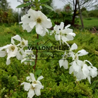Weiße Blüten von EXOCHORDA x macrantha 'The Bride' im Frühling