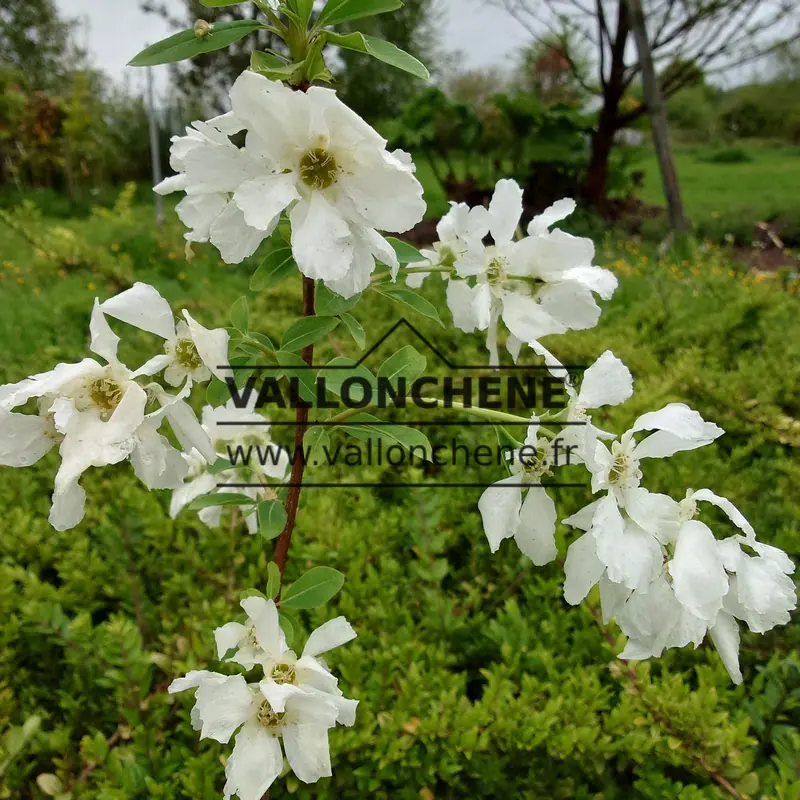 Weiße Blüten von EXOCHORDA x macrantha 'The Bride' im Frühling