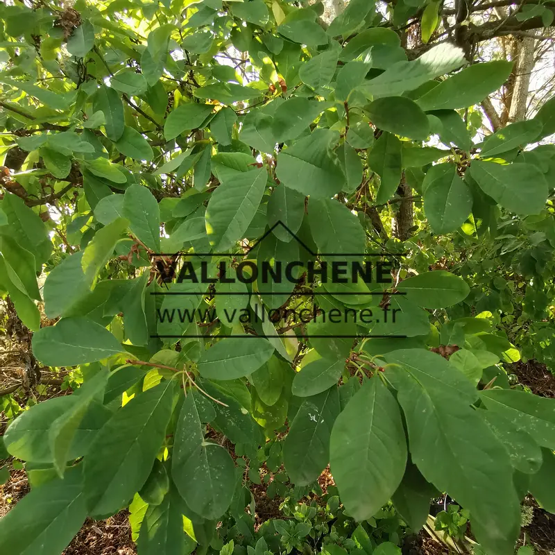 Green foliage of EXOCHORDA x macrantha 'The Bride am Ende des Sommers