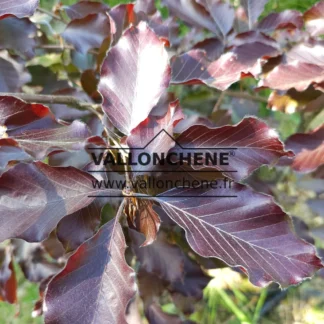 Feuillage rouge du FAGUS sylvatica 'Atropurpurea'