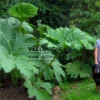 Grandes feuilles vertes du véritable GUNNERA manicata