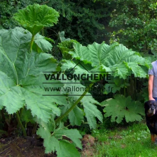 Grosse grüne Blätters von der echten GUNNERA manicata