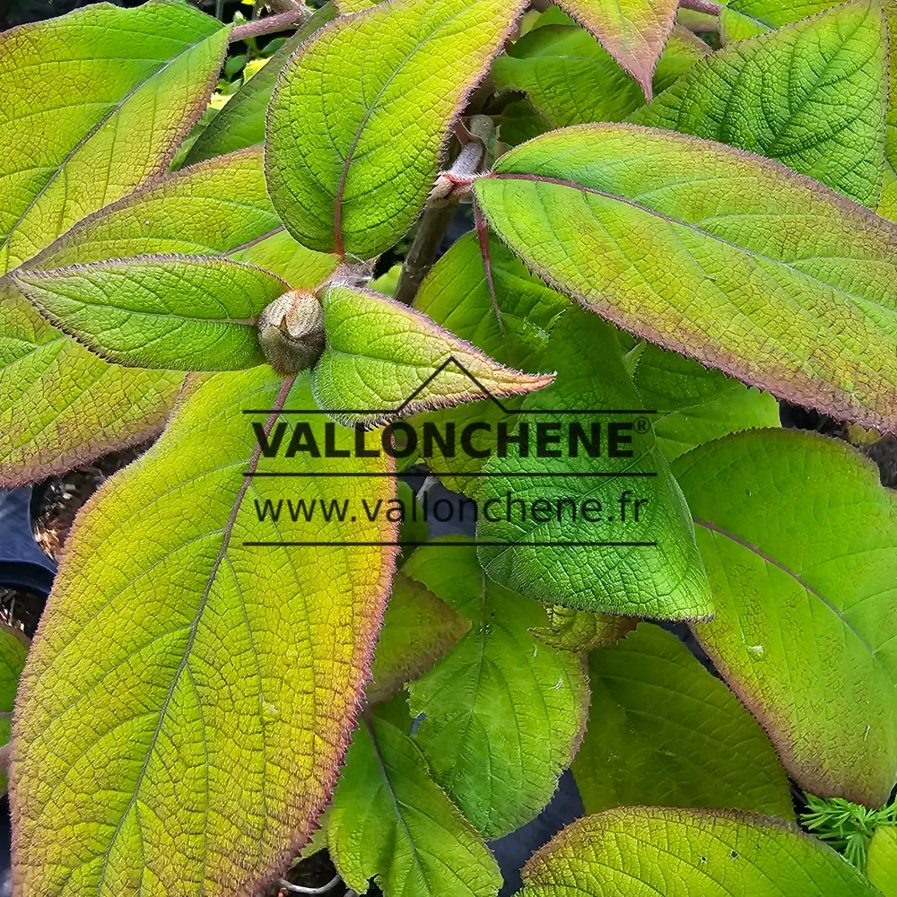 Yellow green leaves with red edges of HYDRANGEA aspera 'Goldrush'