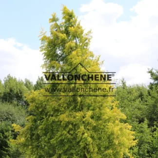 Feuillage jaune du METASEQUOIA glyptostroboides 'Goldrush' en plein été