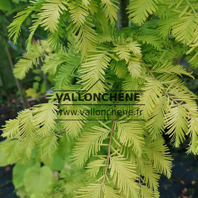 Feuillage jaune du METASEQUOIA glyptostroboides 'Goldrush'