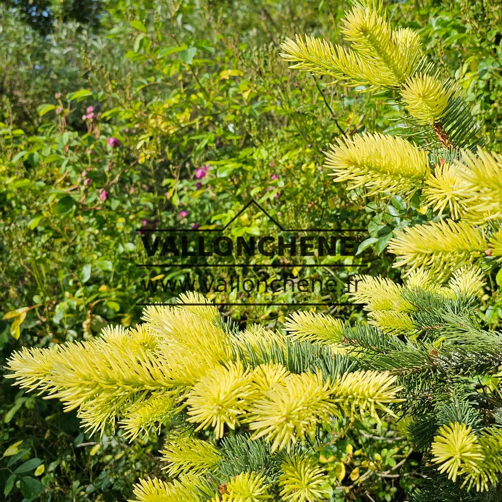 Vollständig entwickelte gelbe Triebe von PICEA pungens 'Maigold' Ende Mai