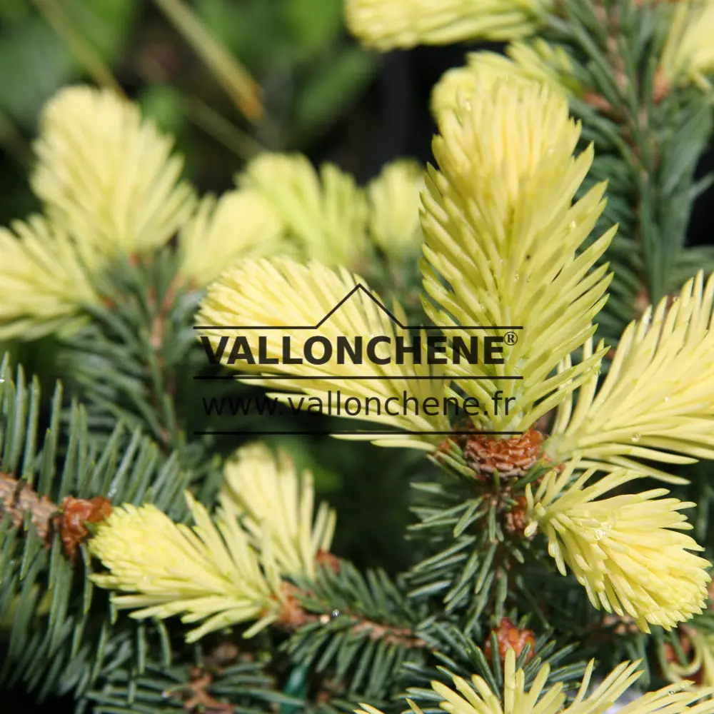 Pousses blanches du PICEA pungens 'Maigold' en mai