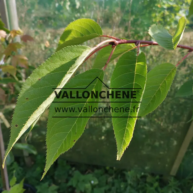 Green foliage of PRUNUS 'The Bride'