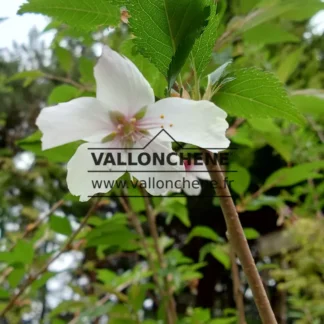 White flower of PRUNUS 'The Pride'