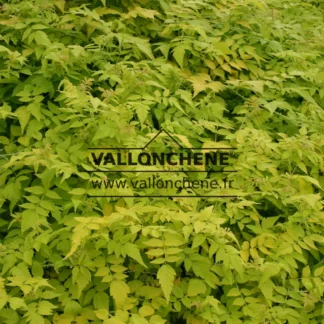 Yellow foliage of RUBUS cockburnianus 'Goldenvale' (R) early in spring