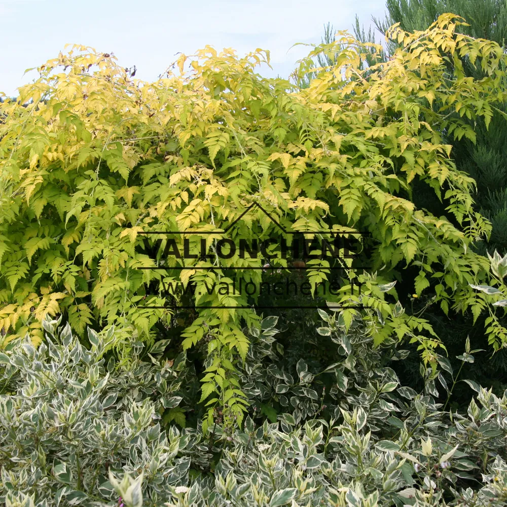 RUBUS cockburnianus 'Goldenvale' (R)