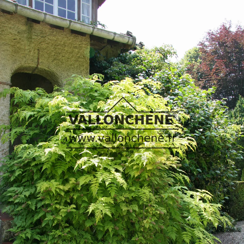 RUBUS cockburnianus 'Goldenvale' im Halbschatten