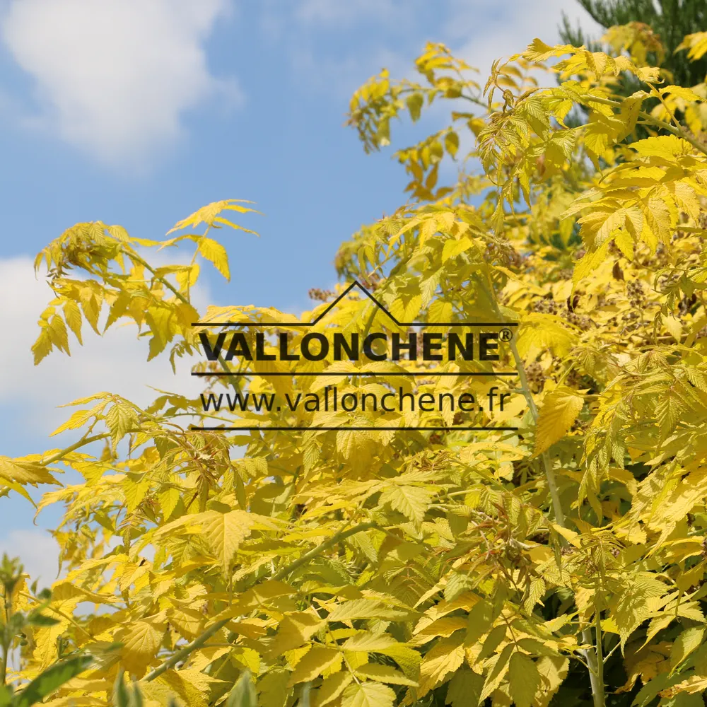 Bright yellow foliage of RUBUS cockburnianus 'Goldenvale' (R) in full sunlight in summer