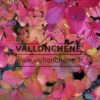 Autumn foliage of SPIRAEA betulifolia 'Tor' in yellow pink and red