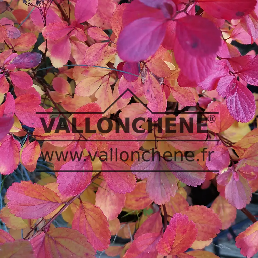 Autumn foliage of SPIRAEA betulifolia 'Tor' in yellow pink and red