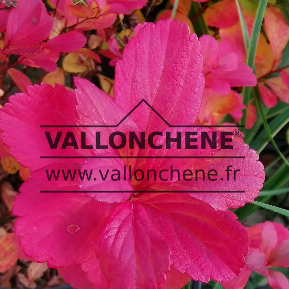 Flamboyant red foliage of SPIRAEA betulifolia 'Tor' in autumn