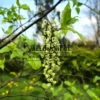 Racimos florales del Stachyurus chinensis ‘Celina’